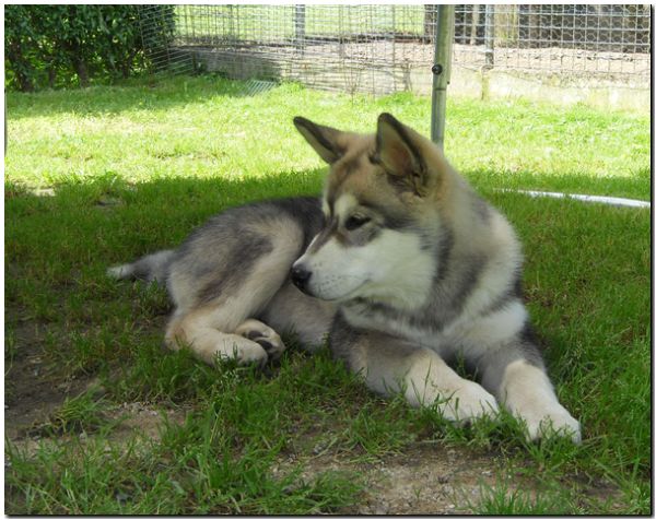Scout 6-2010 5.jpg
